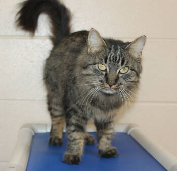 Rescue Domestic Medium Hair and Tabby Cats for Adoption in Prattville, Alabama - Leah - 42640 | PetCurious