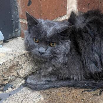 Fritz -  Domestic Short Hair Cat for Adoption in Philadelphia, Pennsylvania - Fritz | PetCurious