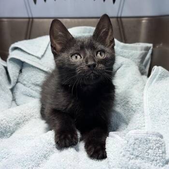 Steel -  Domestic Short Hair Cat for Adoption in Cumming, Georgia - Steel | PetCurious