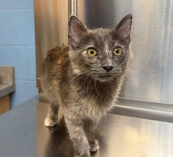 WOLF -  Domestic Medium Hair Cat for Adoption in Minneapolis, Minnesota - WOLF | PetCurious