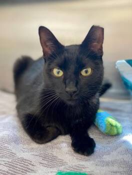 Domestic Short Hair Cats Available for Adoption in Westland, Michigan - Hummingbird | PetCurious