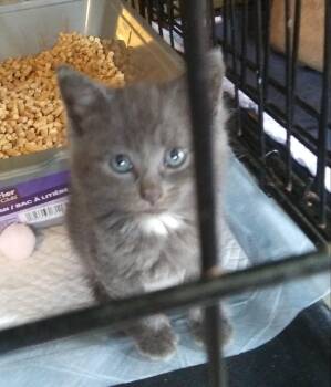 Juniper -  Domestic Medium Hair Cat for Adoption in PORT WENTWRTH, Georgia - Juniper | PetCurious