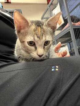Hufflepuff -  Domestic Short Hair Cat for Adoption in Charleston, South Carolina - Hufflepuff | PetCurious