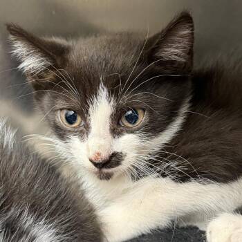 Gromit -  Domestic Short Hair Cat for Adoption in Gloucester, Virginia - Gromit | PetCurious