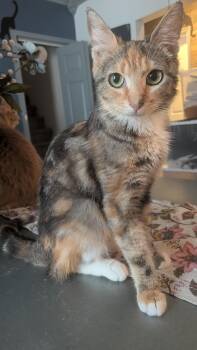 Carmen Miranda -  Domestic Short Hair Cat for Adoption in Bellmawr, New Jersey - Carmen Miranda | PetCurious