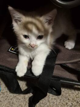 Sundial -  Domestic Short Hair Cat for Adoption in Wheaton, Illinois - Sundial | PetCurious