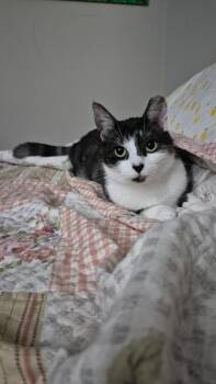 Rescue Domestic Short Hair and Tabby Cats for Adoption in Rochester Hills, Michigan - Lettie | PetCurious