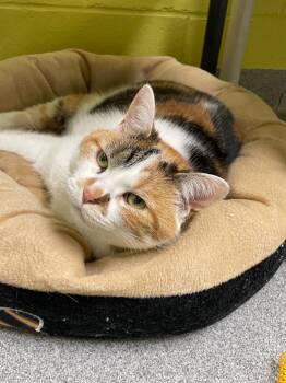 Rescue Domestic Short Hair Cats for Adoption in New Philadelphia, Ohio - Etch-A-Sketch | PetCurious