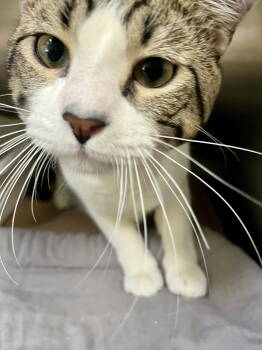 Rescue Domestic Short Hair Cats for Adoption in Trenton, New Jersey - LB (TAS #6) | PetCurious