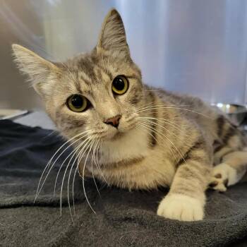Willow -  Domestic Short Hair Cat for Adoption in Columbia, Missouri - Willow | PetCurious