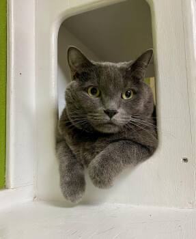Ernie H -  Domestic Short Hair Cat for Adoption in Fargo, North Dakota - Ernie H | PetCurious