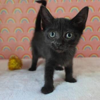 Aalang -  Domestic Short Hair Cat for Adoption in Fredericksburg, Virginia - Aalang | PetCurious