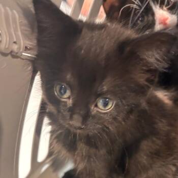 Allora -  Domestic Short Hair Cat for Adoption in Allentown, Pennsylvania - Allora | PetCurious