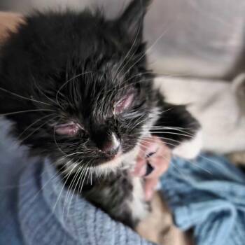 Domestic Short Hair Cats Available for Adoption in Redwood City, California - Link (orange Collar) | PetCurious