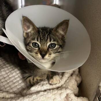 Peach -  Domestic Short Hair Cat for Adoption in Oakland, California - Peach | PetCurious