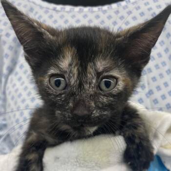 Meg -  Domestic Short Hair Cat for Adoption in West Palm Beach, Florida - Meg | PetCurious