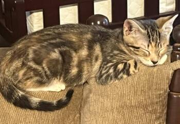 Zasha26 -  Domestic Short Hair Cat for Adoption in Youngsville, North Carolina - Zasha26 | PetCurious