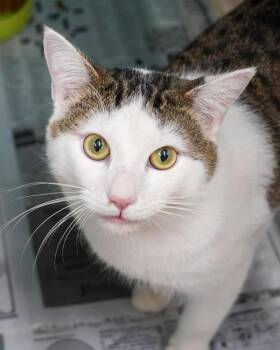 Domestic Short Hair Cats Available for Adoption - Bronco 307025 | PetCurious