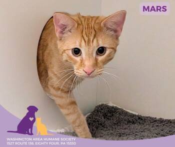 Domestic Short Hair Cats Available for Adoption - Mars | PetCurious