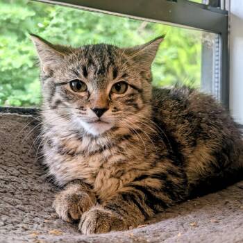 Syrup -  Domestic Short Hair Cat Available for Adoption in Huntsville, Arkansas - Syrup | PetCurious