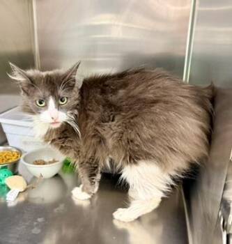 Belle -  Domestic Medium Hair Cat for Adoption in Petersburg, Virginia - Belle | PetCurious