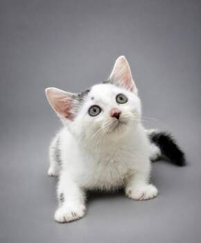 Cash -  Domestic Short Hair Cat for Adoption in Bowling Green, Kentucky - Cash | PetCurious