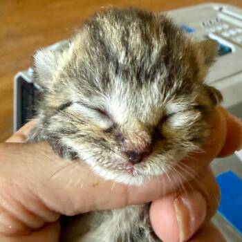 Jelly Bean -  Domestic Short Hair Cat for Adoption in Bentonville, Arkansas - Jelly Bean | PetCurious