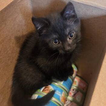 Lantern -  Bombay and Domestic Short Hair Cat for Adoption in Knoxville, Tennessee - Lantern | PetCurious
