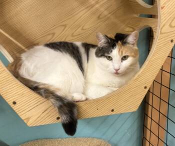 Rescue Calico Cats for Adoption in Whittier, California - Bonnie | PetCurious