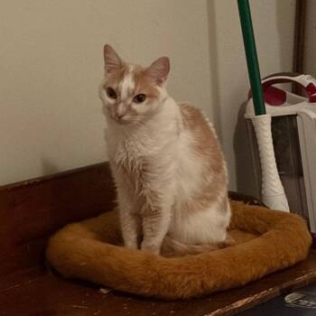Little Bit - Home to Home -  Domestic Short Hair Cat for Adoption in South Elgin, Illinois - Little Bit - Home To Home | PetCurious