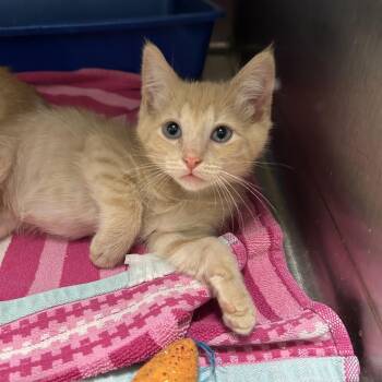 Rescue Domestic Short Hair Cats for Adoption in La Grange Park, Illinois - Roll | PetCurious