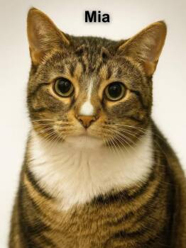 Domestic Short Hair Cats Available for Adoption - Mia | PetCurious