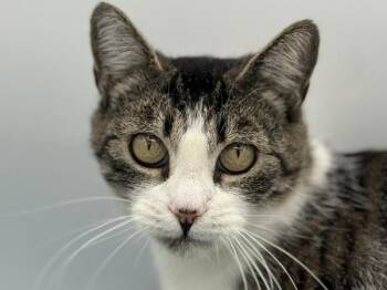 Garden -  Domestic Short Hair Cat for Adoption in Portland, Oregon - Garden | PetCurious