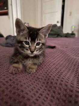 Domestic Short Hair Cats Available for Adoption in Seattle, Washington - Charlie | PetCurious