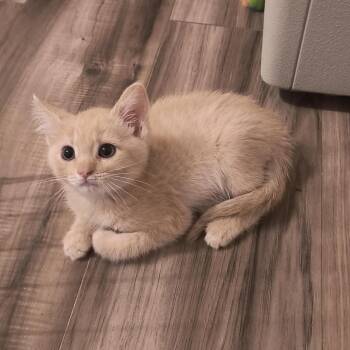 Tommy -  Domestic Short Hair Cat for Adoption in Prescott, Arizona - Tommy | PetCurious
