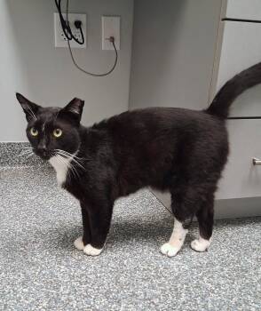 Destin -  Domestic Short Hair Cat for Adoption in St. Cloud, Florida - Destin | PetCurious
