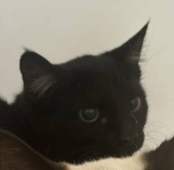 Roomba -  Domestic Short Hair Cat for Adoption in Golden, Colorado - Roomba | PetCurious