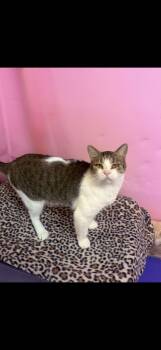 American Shorthair Cats Available for Adoption - Guido | PetCurious