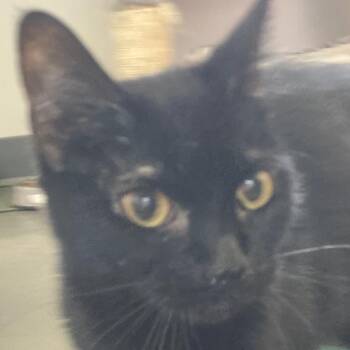 Sable -  Domestic Short Hair Cat for Adoption in Franklin, Tennessee - Sable | PetCurious