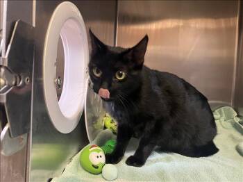 Rescue Domestic Short Hair Cats for Adoption in Fort Wayne, Indiana - SWEETHEART | PetCurious