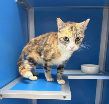 Platypus -  Domestic Short Hair Cat for Adoption in Providence Forge, Virginia - Platypus | PetCurious