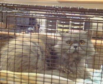 PRINCE FREDERICK -  Persian Cat Available for Adoption in Sacramento, California - PRINCE FREDERICK | PetCurious