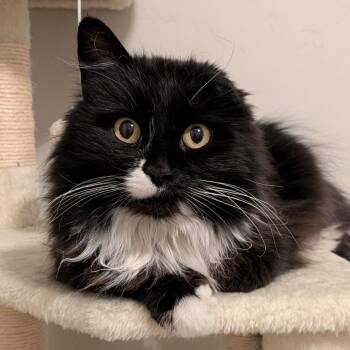Domestic Long Hair Cats Available for Adoption in Layton, Utah - Bella | PetCurious