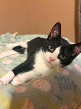 Chicken Wing -  Domestic Short Hair Cat for Adoption in Belchertown, Massachusetts - Chicken Wing | PetCurious
