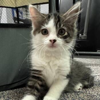 Zig -  Domestic Medium Hair Cat for Adoption in East Hanover, New Jersey - Zig | PetCurious