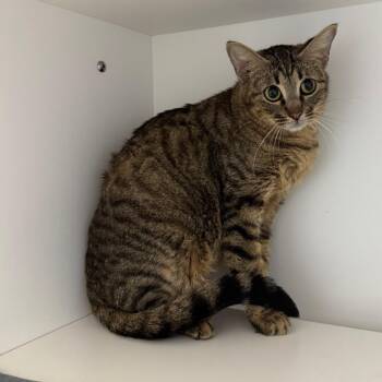 Domestic Short Hair Cats Available for Adoption - Pippa | PetCurious