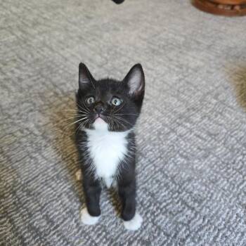 Bandit -  Domestic Short Hair Cat for Adoption in Los Angeles, California - Bandit | PetCurious
