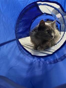 Smokey -  Domestic Long Hair Cat for Adoption in Millcreek, Utah - Smokey | PetCurious