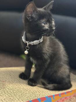 Domestic Short Hair Cats Available for Adoption - Pepper | PetCurious