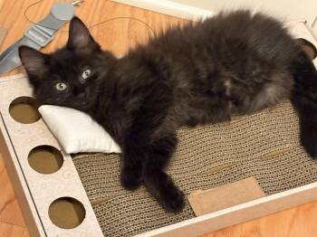 Willow -  Domestic Short Hair Cat for Adoption in Melrose, Massachusetts - Willow | PetCurious